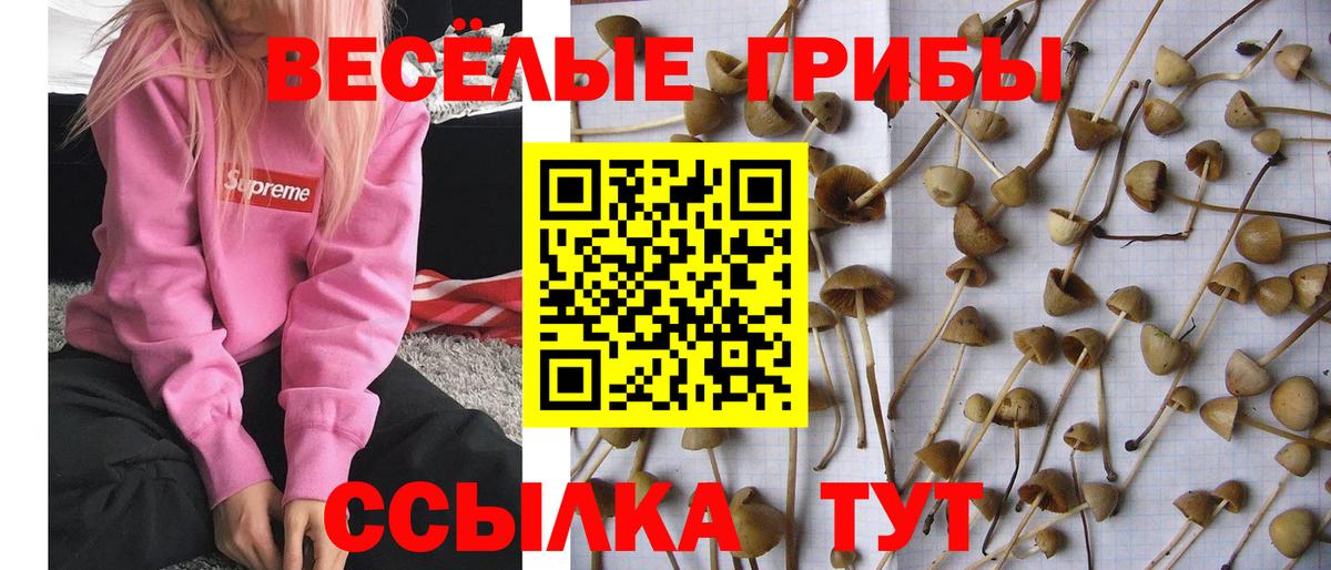 Галлюциногенные грибы GOLDEN TEACHER Великий Новгород